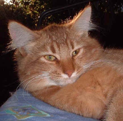 Gemcat's Adam, sibirische Katze, Siberian
