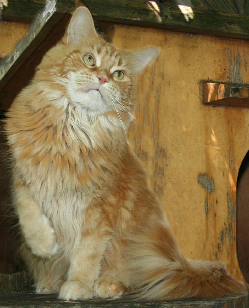 Amanda of Wildcatstar, Maine Coon red-classic-tabby)