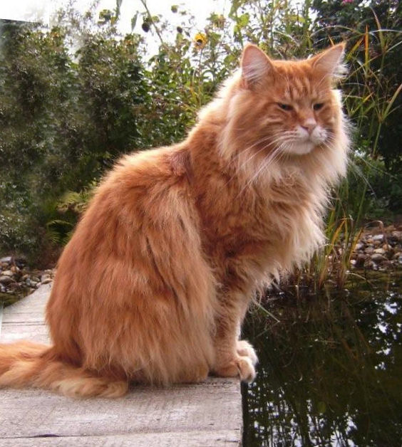 Minikins Angelos, Maine Coon, red-classic-tabby