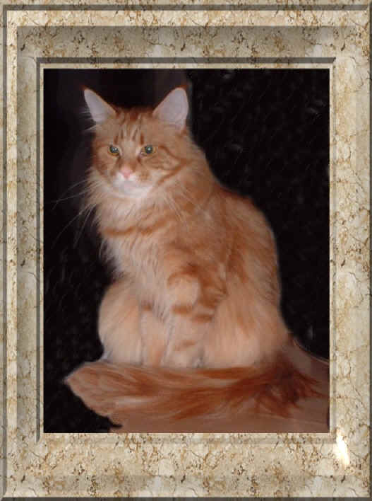 Arielle the Fabulous, Maine Coon