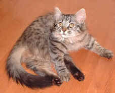 BeArwen of little Moscow, Sibirische Katze, Siberian black-spotted