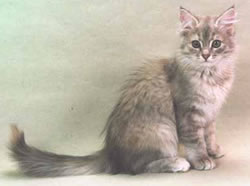 Sibirische Katze, Siberian