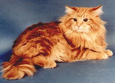 Bela Moscau vom Itascasee, Maine Coon