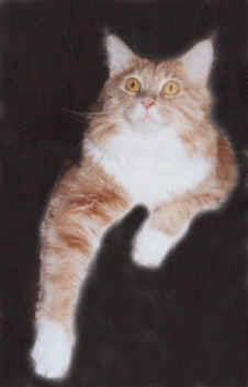 Caramello vom Murmelbach, Maine Coon