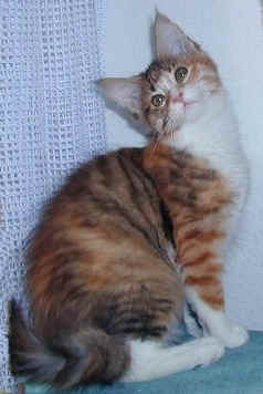 lovelyness Chumani, Maine Coon