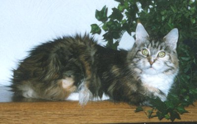 Coonmora Damariscotta, Maine Coon