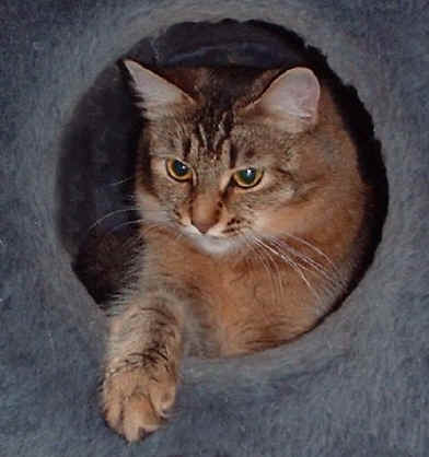 Foxgarden's Etienne, sibirische Katze, Siberian