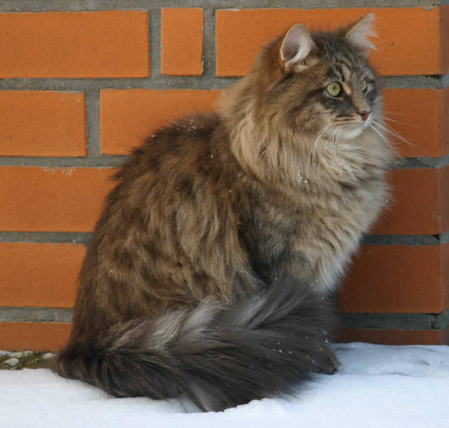 Sibirische Katze, Siberian