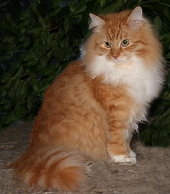 Horatio the Fabulous, Sibirische Katze