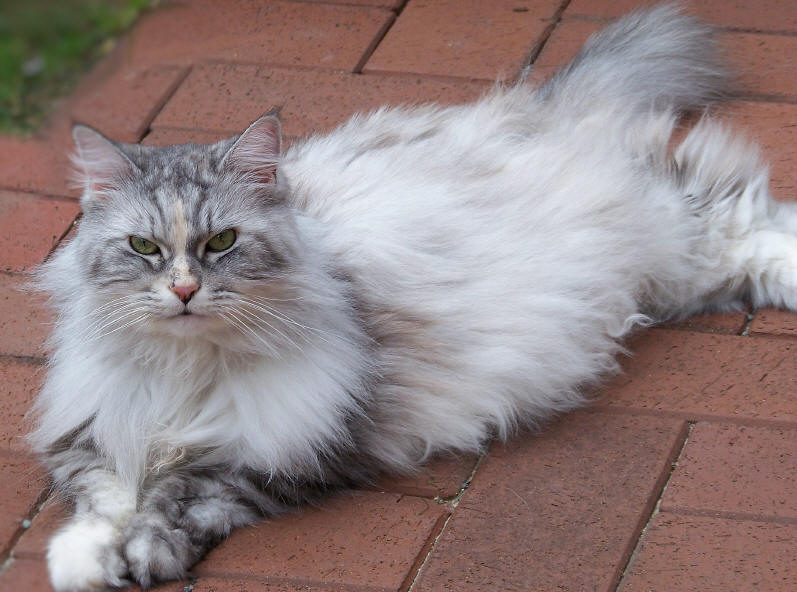 Issy the Fabulous, Maine Coon