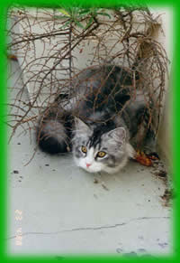 Canelettos Lady Jane, Maine Coon