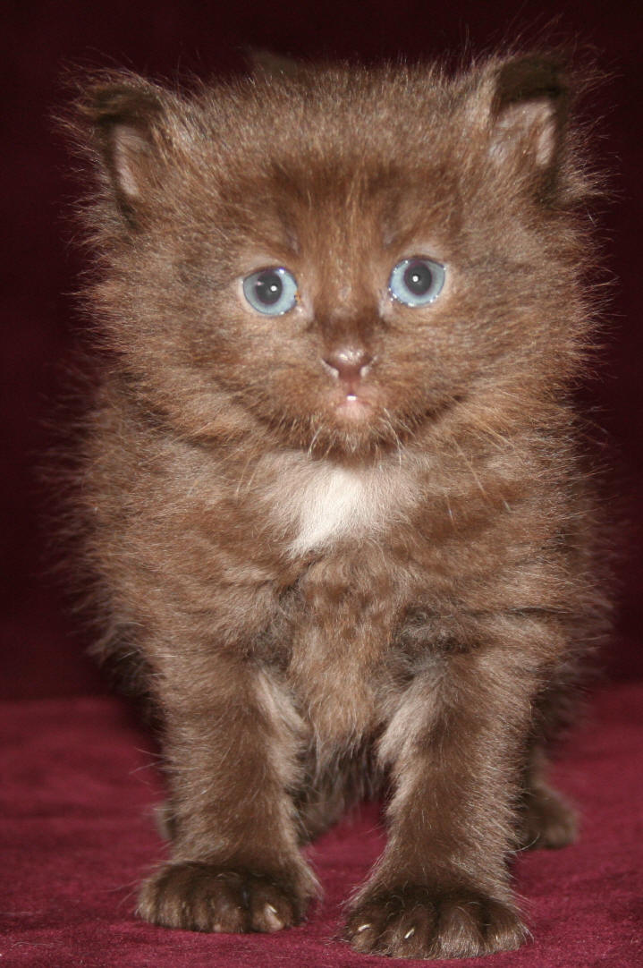 Coco Chanel vom Liebeshof, sibirische Katze, Siberian