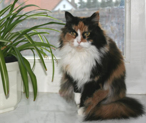 Lollipop the Fabulous, Maine Coon, tortie/white