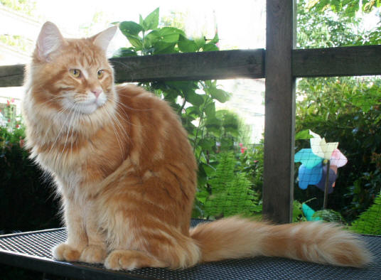 Minikins Angelos, Maine Coon, red-classic-tabby