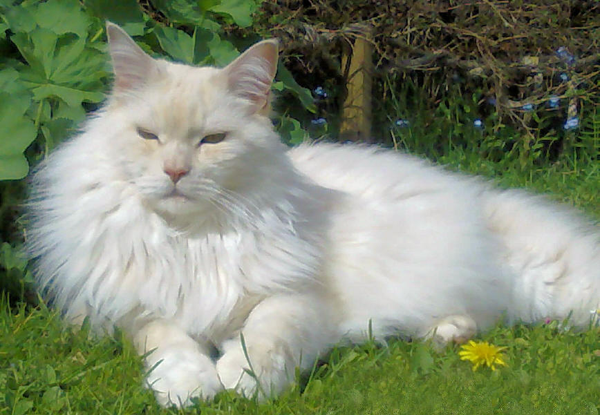 Nicky the Fabulous, Maine Coon Kater