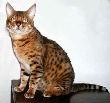 Bengal Katze, black-spotted