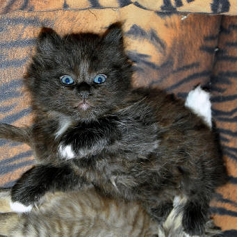 Paul the Cuddle Miracle, sibirsche Katze, Siberian