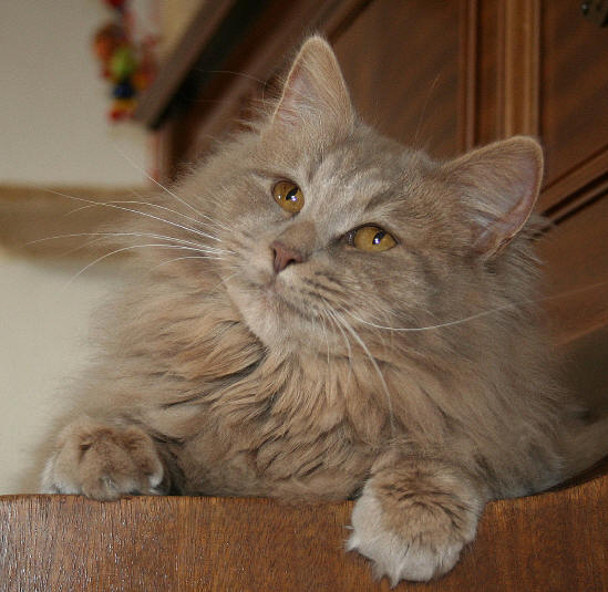 Leyla vom Perlengrund, sibirische Katze, Siberian