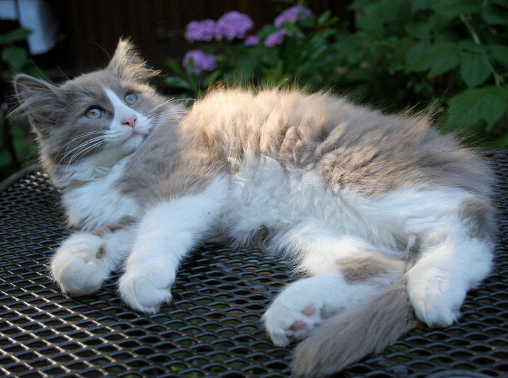 Nando vom Perlengrund, sibirische Katze, Siberian