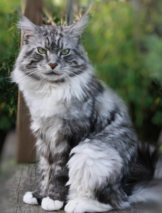 maine coon