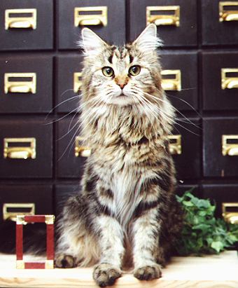 Roxanne the Fabulous, Maine Coon