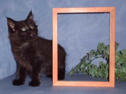 Sarotti the Fabulous, Maine Coon