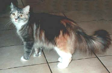 Maine Coon