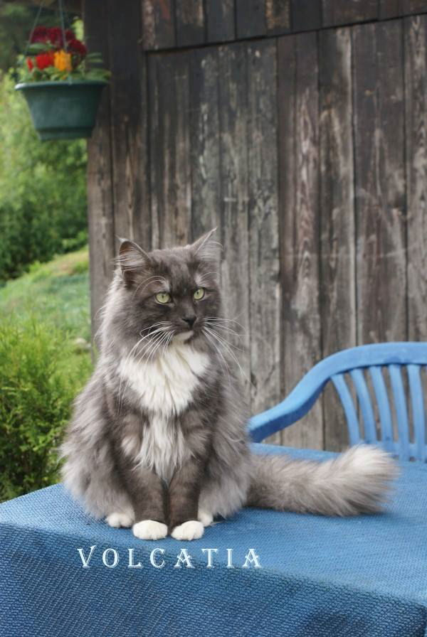 Bjarew vom Sternenschweif, Sibirische Katze