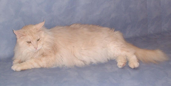Ulando the Fabulous, Maine Coon