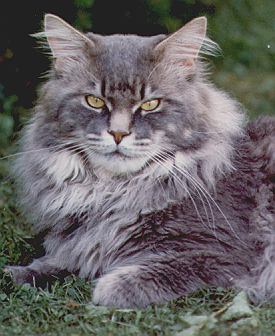 Tara's YankeeDoodleDandy, Maine Coon