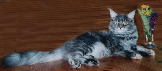 Yshabell the Fabulous, Maine Coon