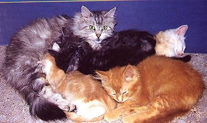 Maine Coon Amme mit Jungen in diversen Farben