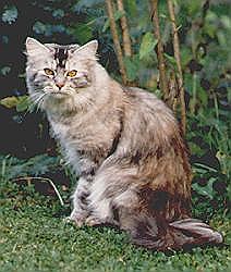 Atlanta von Marienstein, Maine Coon