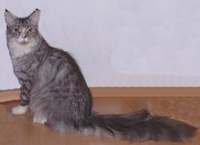 Maine Coon