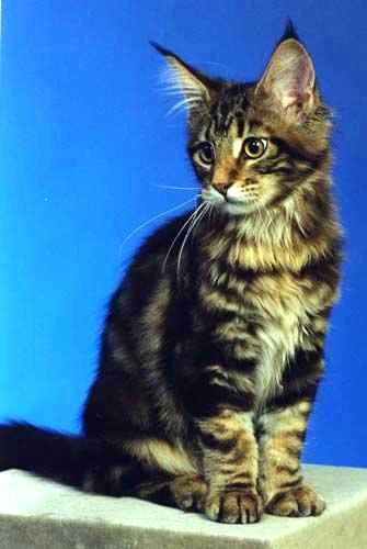 Maine Coon