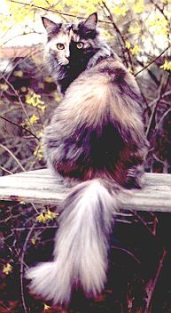 catawba von marienstei, maine coon