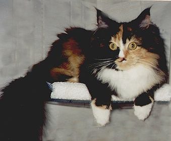 Dahiba the Fabulous, Maine Coon