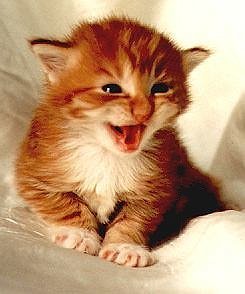 davy2.jpg (35403 Byte)