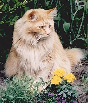 King Edward the Fabulous, Maine Coon