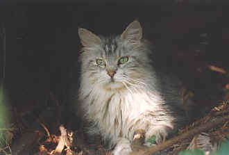 Lady Elektra Bellamy von Stresemann, Maine Coon