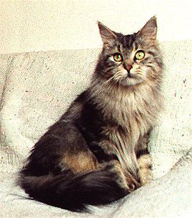 Lady Elektra Bellamy von Stresemann, Maine Coon