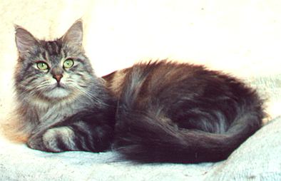 Lady Elektra Bellamy von Stresemann, Maine Coon