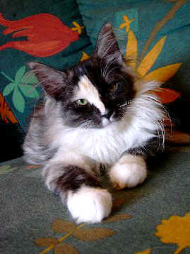 Foxgarden's Femme Fatal, Maine Coon