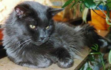 Maine Coon