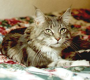 hillside jackson blue, maine coon