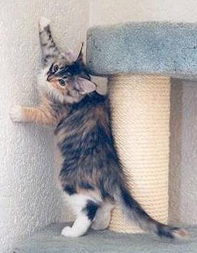Lucia vom Froschtal, Maine Coon