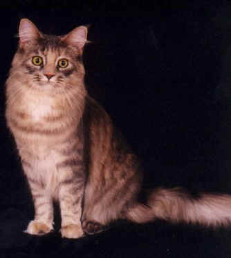 Maine Coon