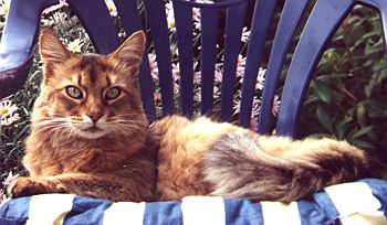 Somali Katze, wildfarben