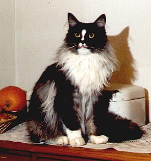 Nepomuk the Fabulous, Maine Coon black-smoke+white