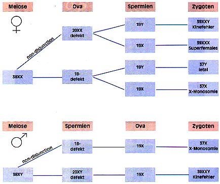 nondisjunction.jpg (41361 Byte)